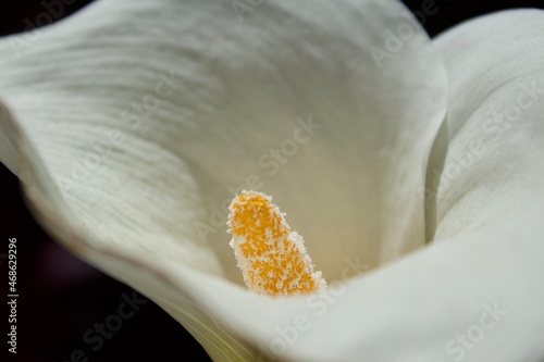 close up of a white flower