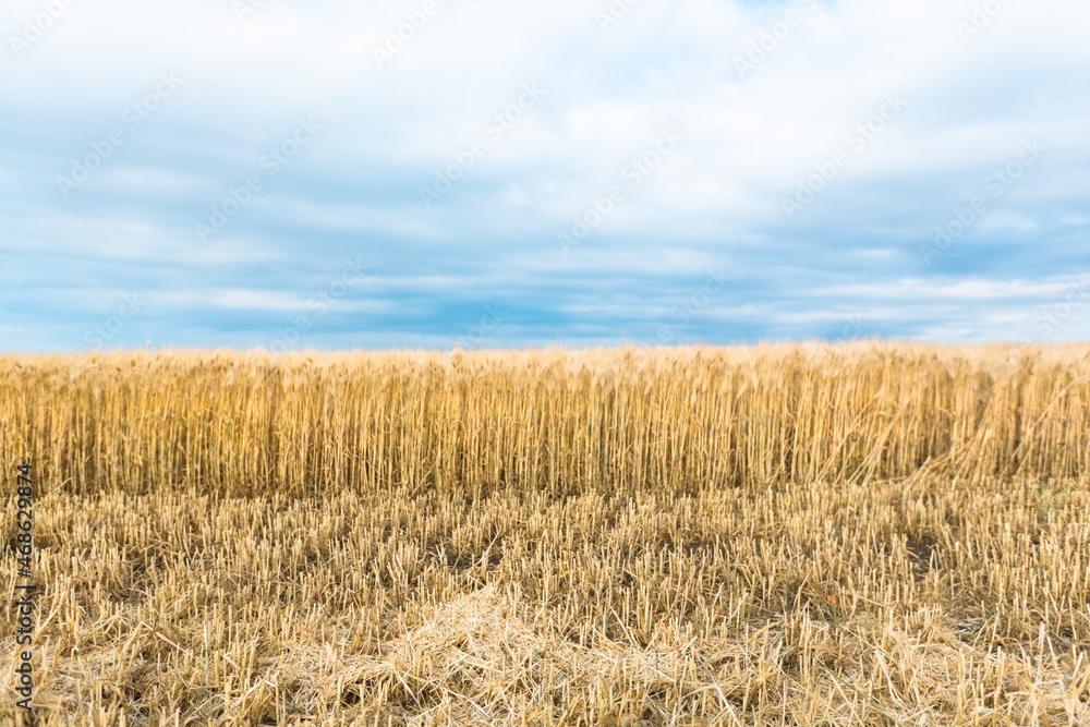 Wheat flied panorama with blue sky