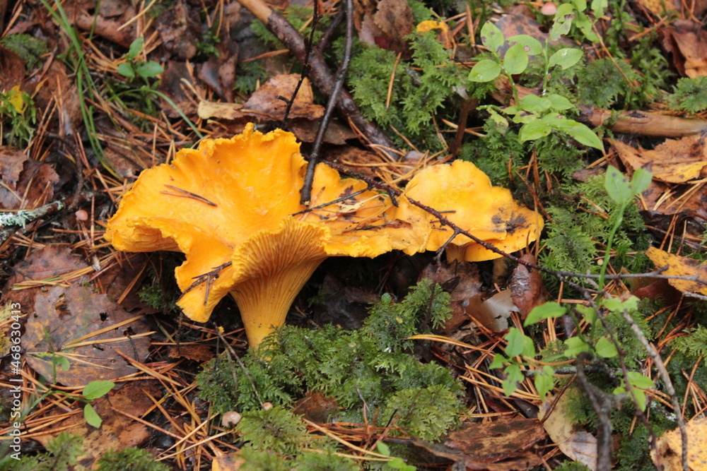 mushroom, chanterelle mushroom, chanterelle