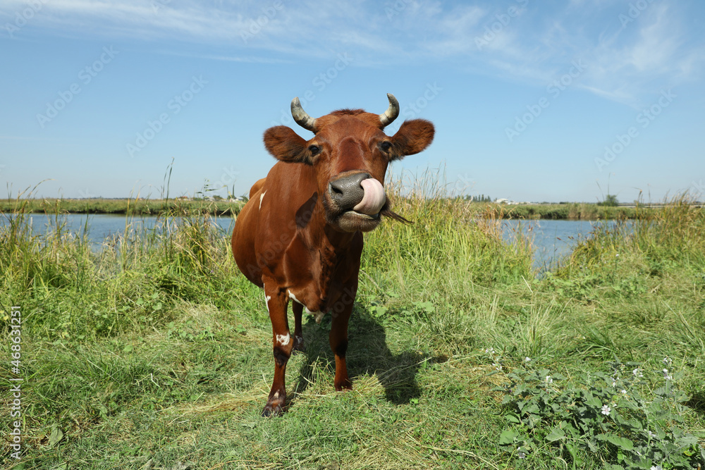 Brown cow grazing on green pasture in summer