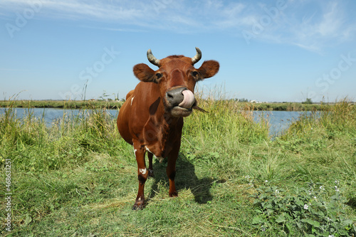 Brown cow grazing on green pasture in summer © New Africa