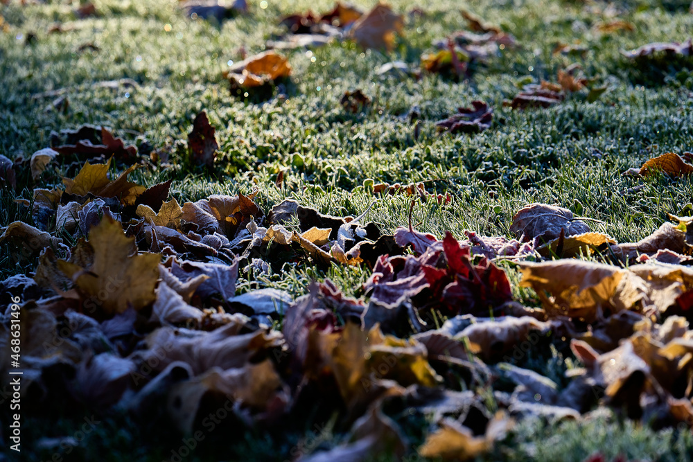 Fallen leaves during the fall and covered with a layer of frost over the grass and sun reflections Fallen leaves during the fall and covered with a layer of frost over the grass and sun reflections