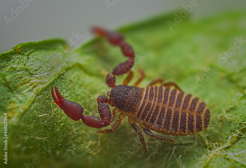 Photography Close up macro image of a tiny Pseudoscorpion
