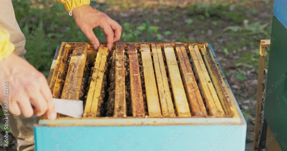 A beekeeper working in the middle of the woods at the apiaries leans over the hive, distributing honey-stained beeswax frames with beautiful bees working on them, pulls out honeycombs A beekeeper working in the middle of the woods at the apiaries leans over the hive, distributing honey-stained beeswax frames with beautiful bees working on them, pulls out honeycombs