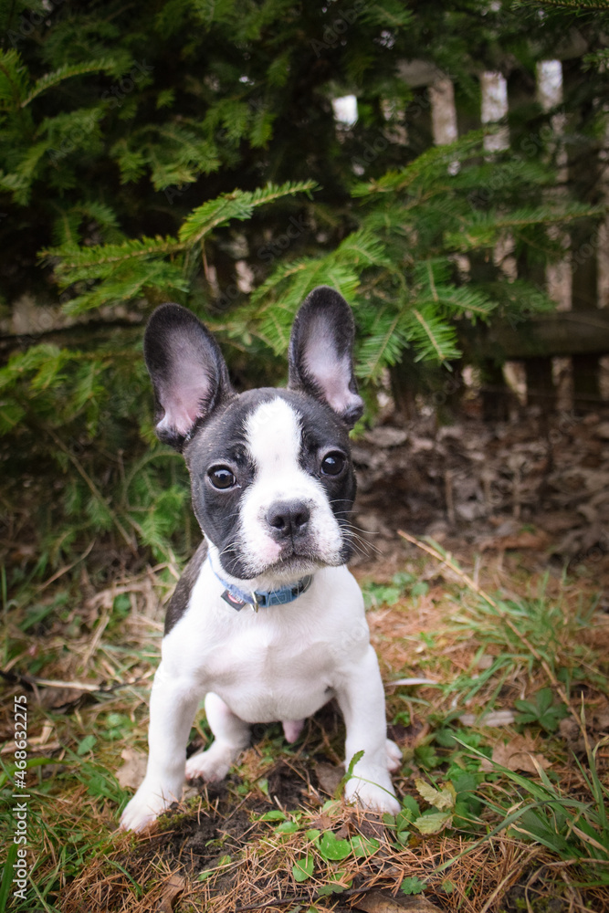 Photo of amazing jung boy french buldog. he is sitting in the nature.