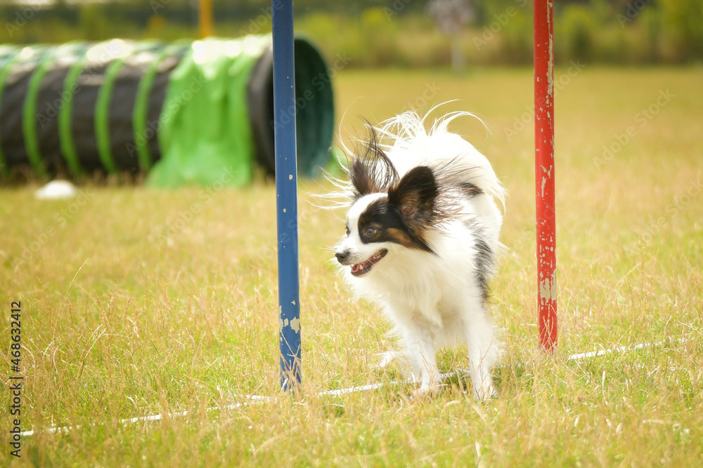 Pappilon dog in agility slalom on competition. Amazing day on czech agility competition in town Ratenice it was competition only for large.