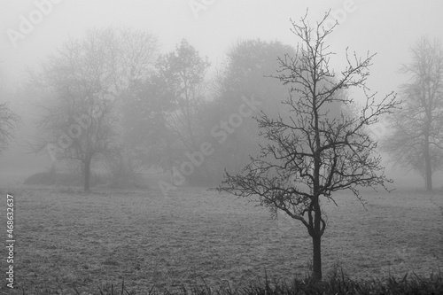 Bare trees with thick fog in early autumn morning, Rastatt, Germany.