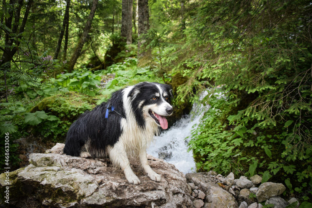 Border collie is sittig on the stones. He is in austria nature near to the waterfall. Border collie is sittig on the stones. He is in austria nature near to the waterfall.