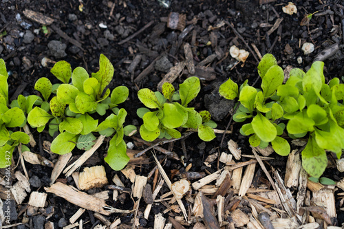 Row of green lettuce seedlings
