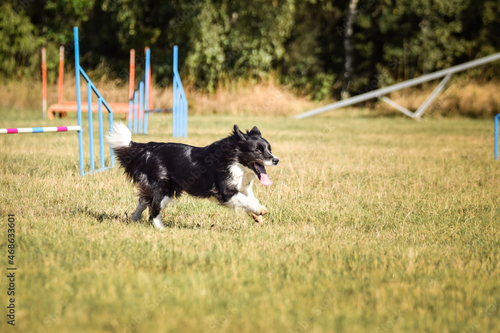 Sheltie is running in agility. Amazing evening, Hurdle having private agility training for a sports competition Sheltie is running in agility. Amazing evening, Hurdle having private agility training for a sports competition