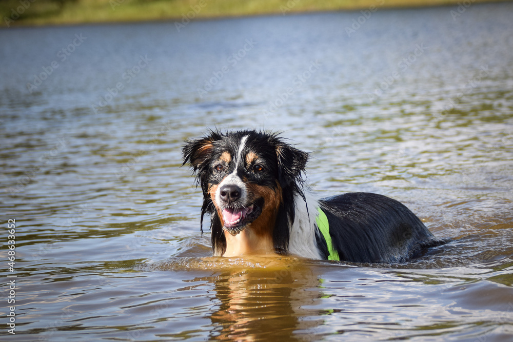 Border collie is swimming in lake with stick in mouth. He loves water.