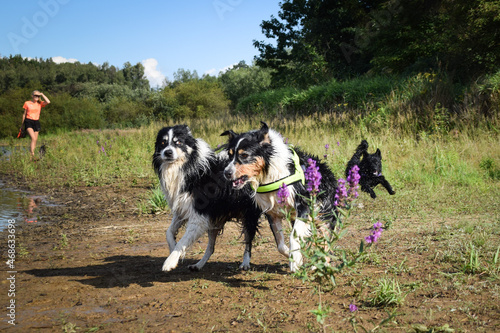 Border collies are running on the field. They are so happy together. Play time.