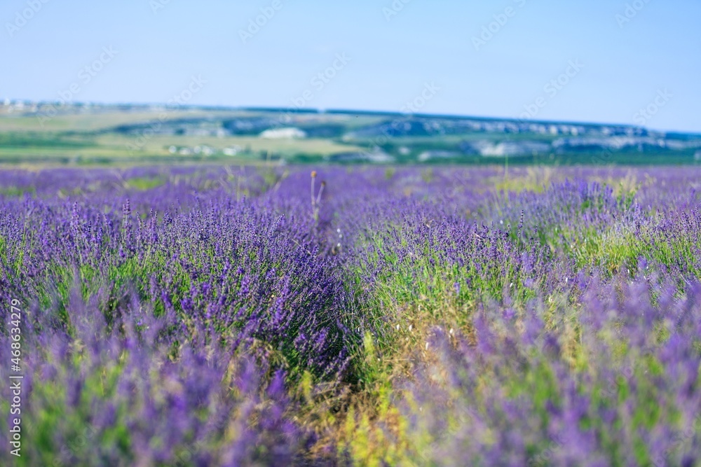 Fototapeta premium Beautiful violet aroma lavender field