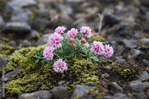 Pink flowers, Landmannalaugar National Park, Iceland