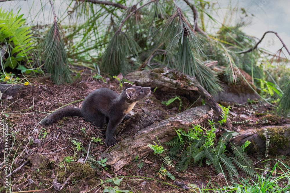 American Pine Marten (Martes americana) Kit Looks Up to Right From Ground Summer American Pine Marten (Martes americana) Kit Looks Up to Right From Ground Summer