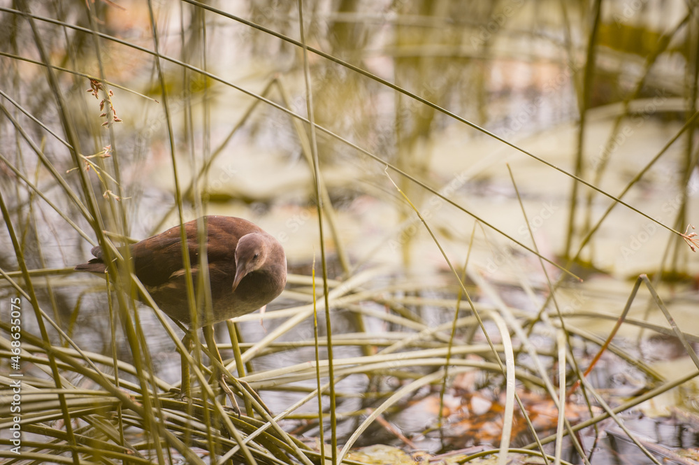 A reed warbler sits in the lake shore in the grass A reed warbler sits in the lake shore in the grass