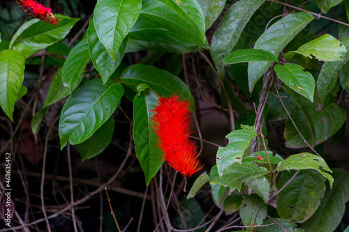 plant known as monkey brush in a garden in rio de janeiro, brazil. photo