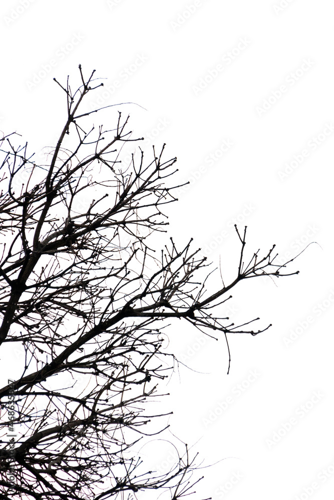 Fototapeta premium silhouette of branches and a tree in Rio de Janeiro, Brazil.