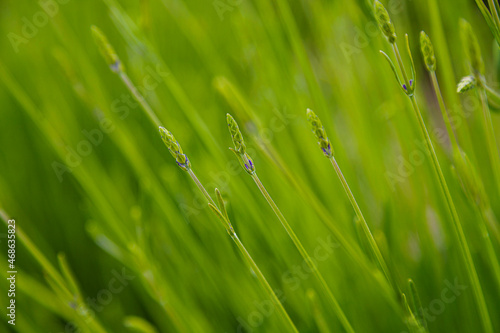 Green branches of lavender bushes.