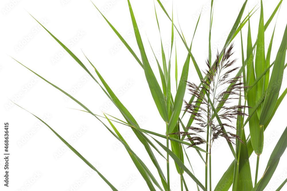 Naklejka premium Beautiful reeds with lush green leaves and seed head on white background, closeup