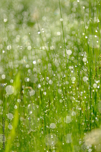 露に輝く草原 Grasslands glistening with morning dew . Various forms of nature.