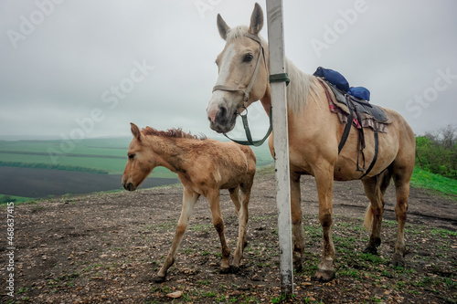Horse with his little foal