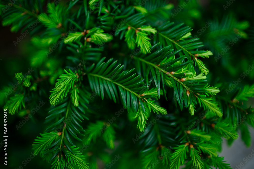 Evergreen background, fresh summer cypress leaves. Green leaves background.Texture of cypress branch. Conifer cedar thuja leaf green texture. fresh green christmas leaves, branches of thuja trees Evergreen background, fresh summer cypress leaves. Green leaves background.Texture of cypress branch. Conifer cedar thuja leaf green texture. fresh green christmas leaves, branches of thuja trees