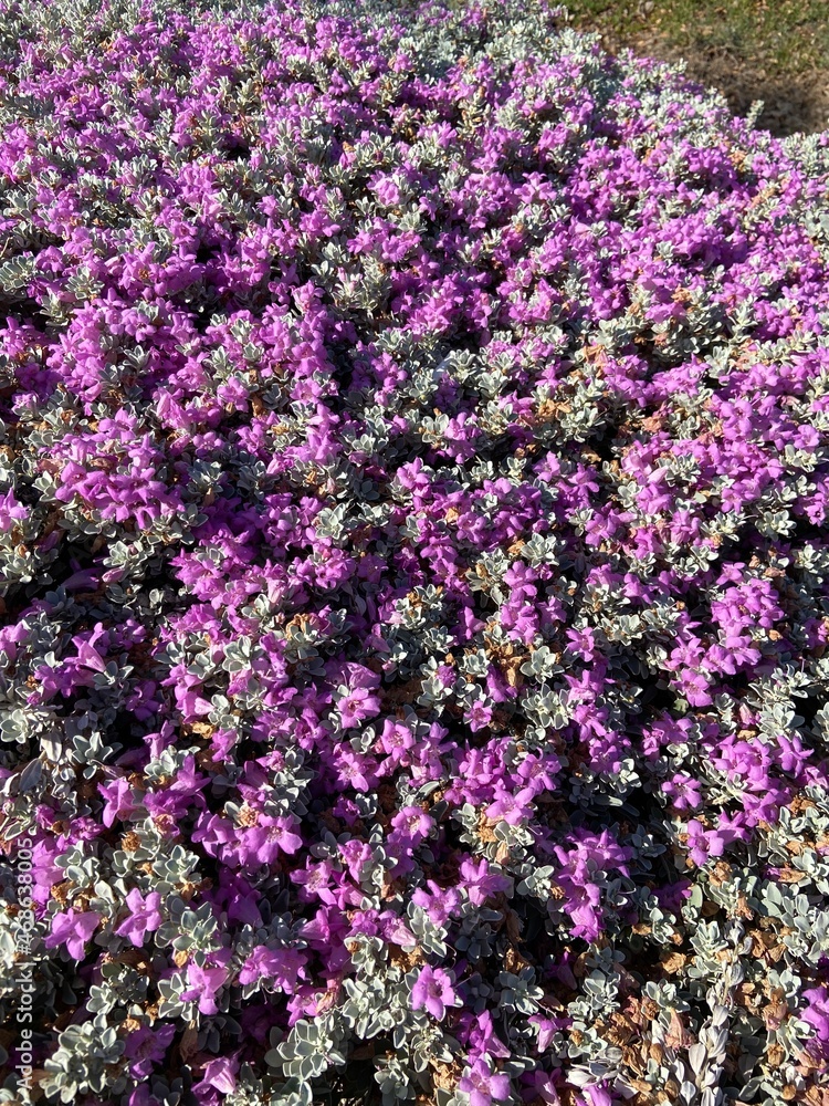 Fototapeta premium flowers in the garden