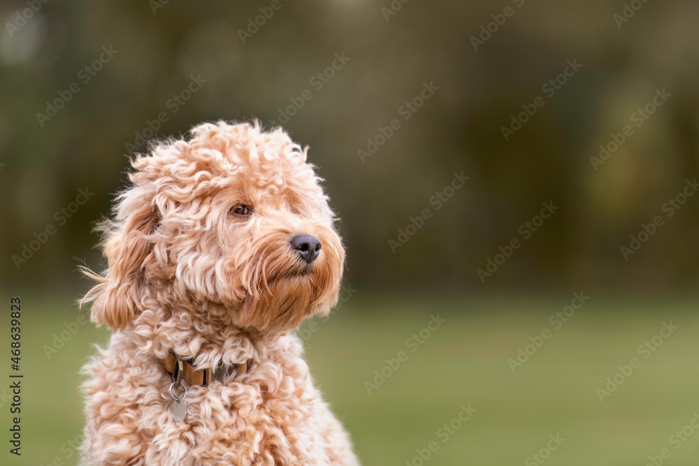 Dog Golden Puppy Cute Cuddly Sweet Pup Doggie Modle Beautiful Stuffed Animal Teddy Bear 