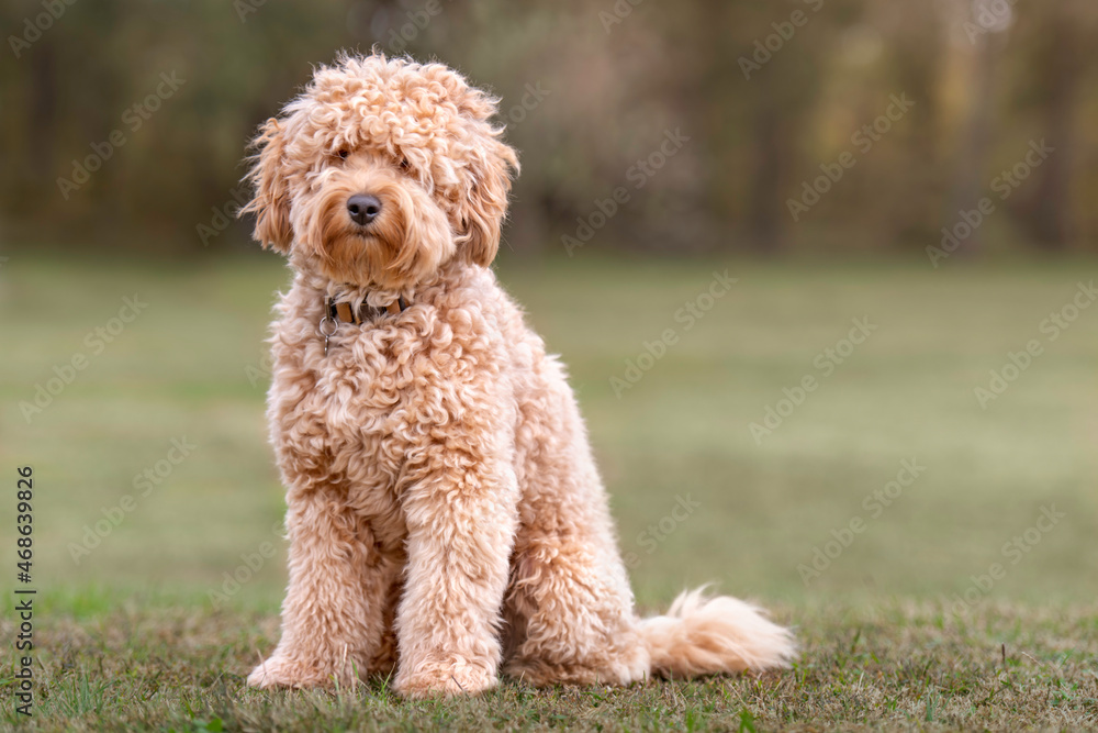 Dog Golden Puppy Cute Cuddly Sweet Pup Doggie Modle Beautiful Stuffed Animal Teddy Bear Dog Golden Puppy Cute Cuddly Sweet Pup Doggie Modle Beautiful Stuffed Animal Teddy Bear