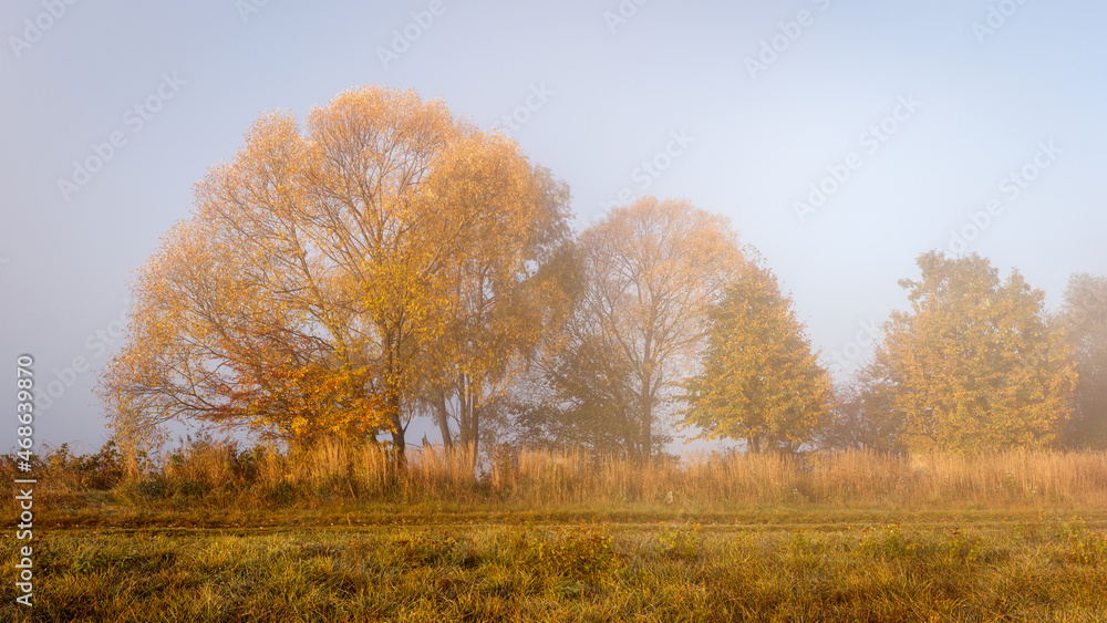 Fall season. Tree with autumn leaf colors in fog. Cold morning in nature