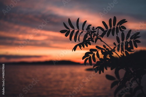 sunset with leaf