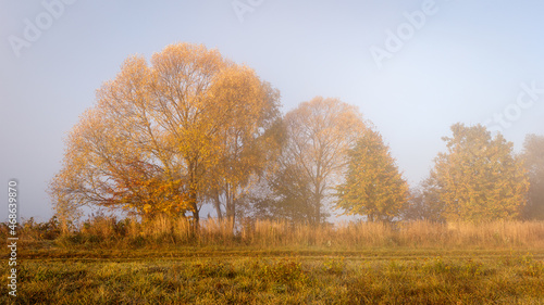 Fall season. Tree with autumn leaf colors in fog. Cold morning in nature