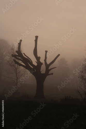 a tree in the fog / ein Baum im Nebel