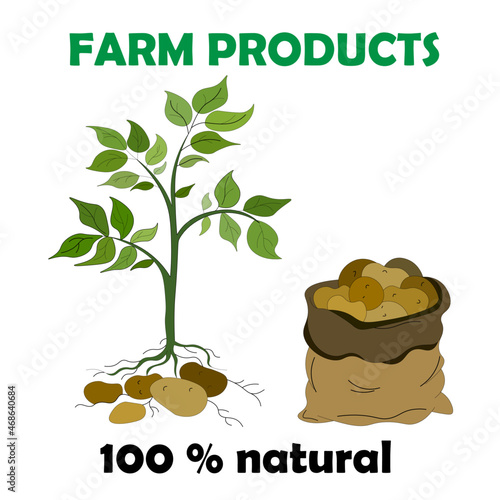Farm products are 100% natural. vector elements are  young plant with leaves and potato root, bag with  bunch of raw potatoes. environmentally friendly product.