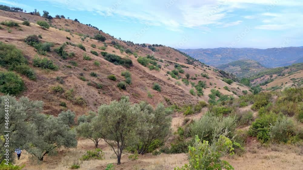 Moving between olive trees and fig tree in beautiful moroccan mountain landscape Moving between olive trees and fig tree in beautiful moroccan mountain landscape