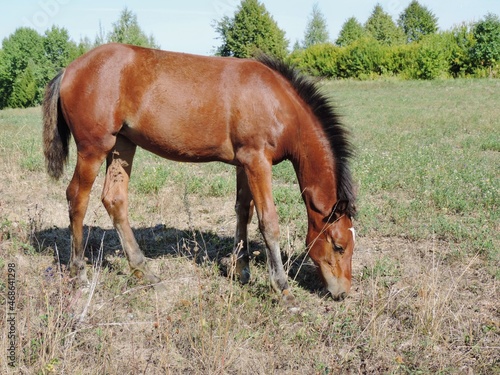 A bay foal grazing in a meadow on a sunny day.