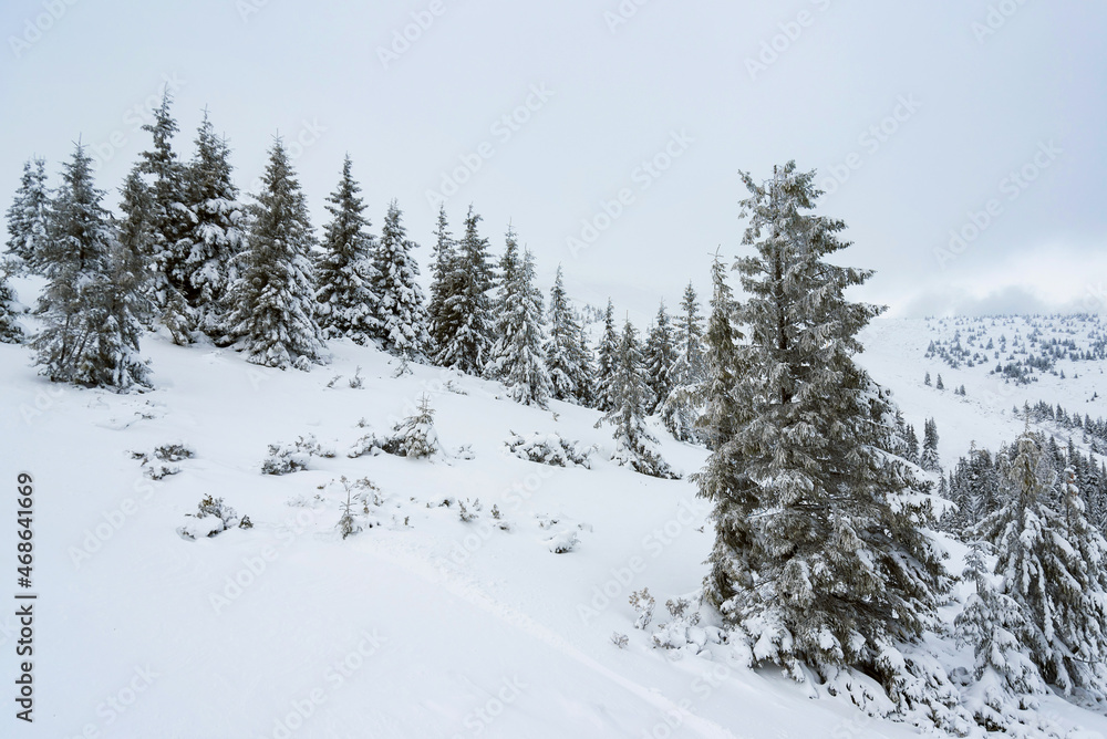 amazing winter forest. fir trees covered with snow. beautiful winter landscape amazing winter forest. fir trees covered with snow. beautiful winter landscape