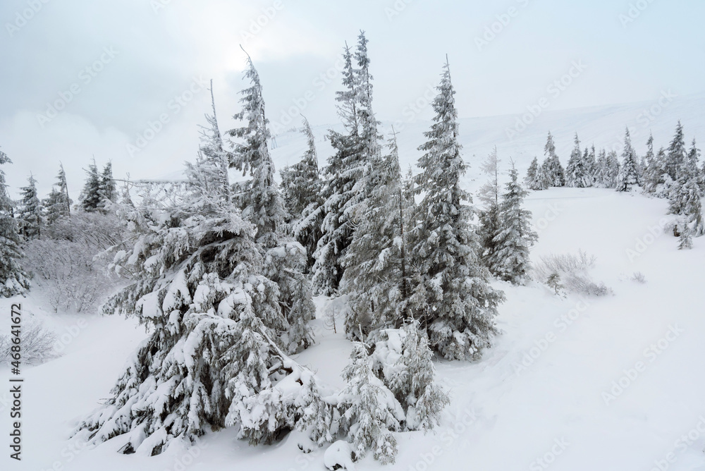 amazing winter forest. fir trees covered with snow. beautiful winter landscape amazing winter forest. fir trees covered with snow. beautiful winter landscape
