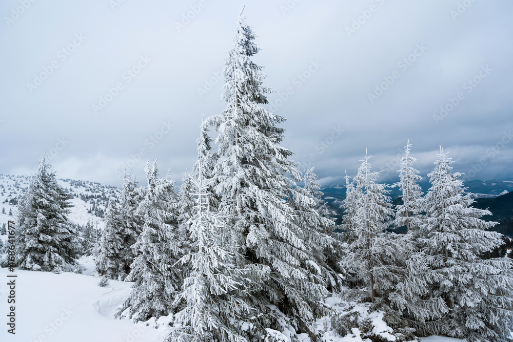amazing winter forest. fir trees covered with snow. beautiful winter landscape amazing winter forest. fir trees covered with snow. beautiful winter landscape