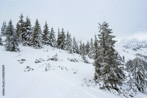amazing winter forest. fir trees covered with snow. beautiful winter landscape