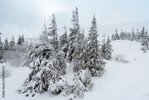 amazing winter forest. fir trees covered with snow. beautiful winter landscape © ver0nicka