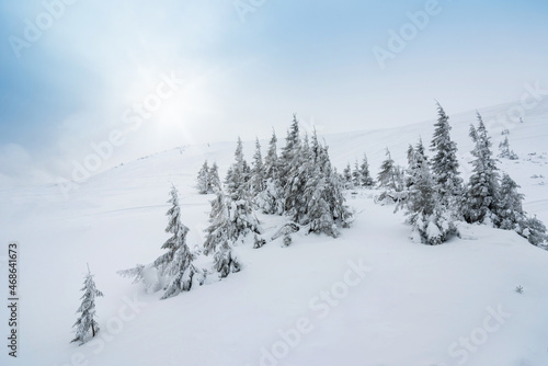 amazing winter forest. fir trees covered with snow. beautiful winter landscape © ver0nicka