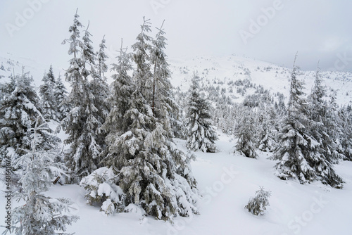 amazing winter forest. fir trees covered with snow. beautiful winter landscape
