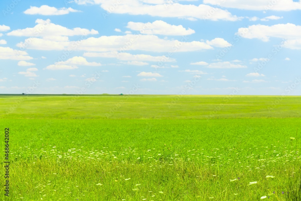 Obraz premium Green plants landscape on agriculture field