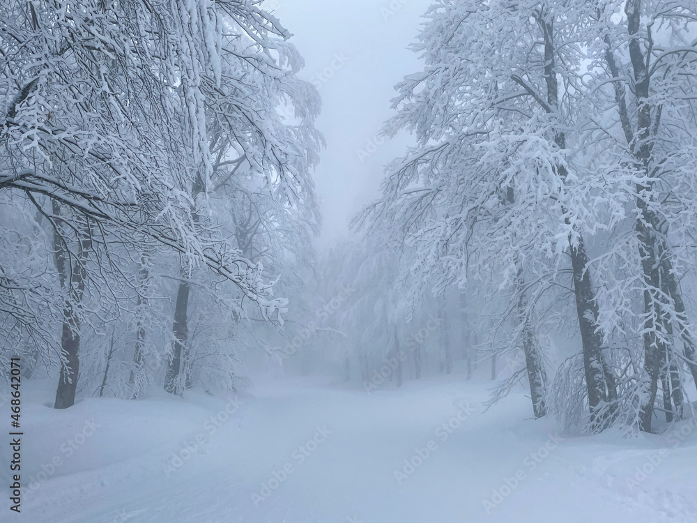 Scenic shot of the snowy treetops above you while snowboarding along empty path. Scenic shot of the snowy treetops above you while snowboarding along empty path.