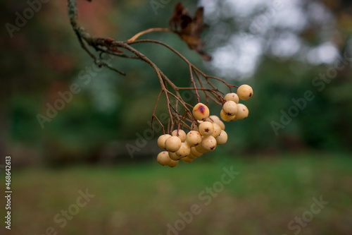 Bunch of yellow  rowan berries. Branch of a rowan-tree photo