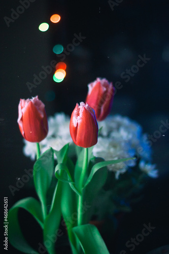 red tulip