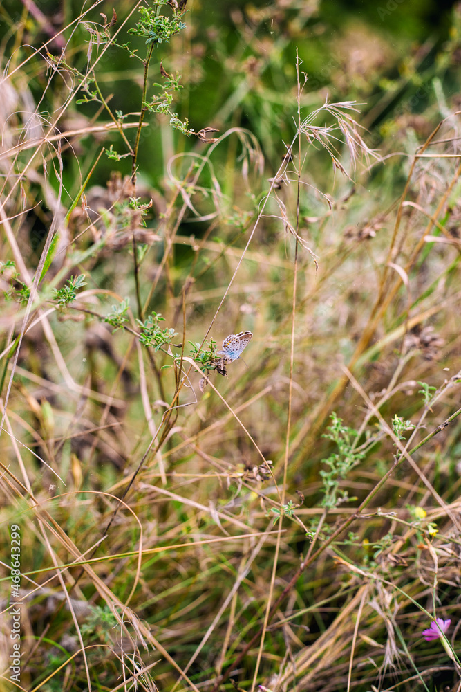 dragonfly on the grass dragonfly on the grass