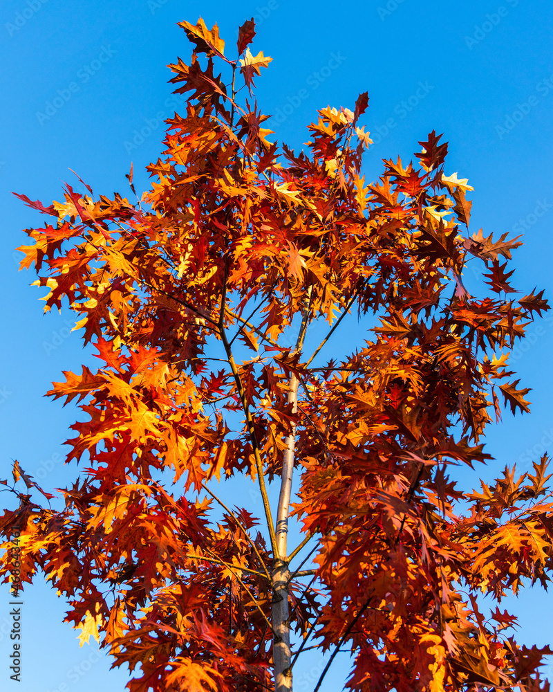 The top of an autumn oak tree in the evening sun on a blue sky The top of an autumn oak tree in the evening sun on a blue sky